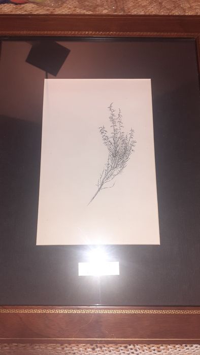 Alves de Sá desenho raro pintor aguarela