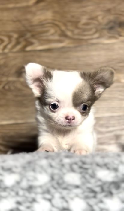 Дуже кумедний малий