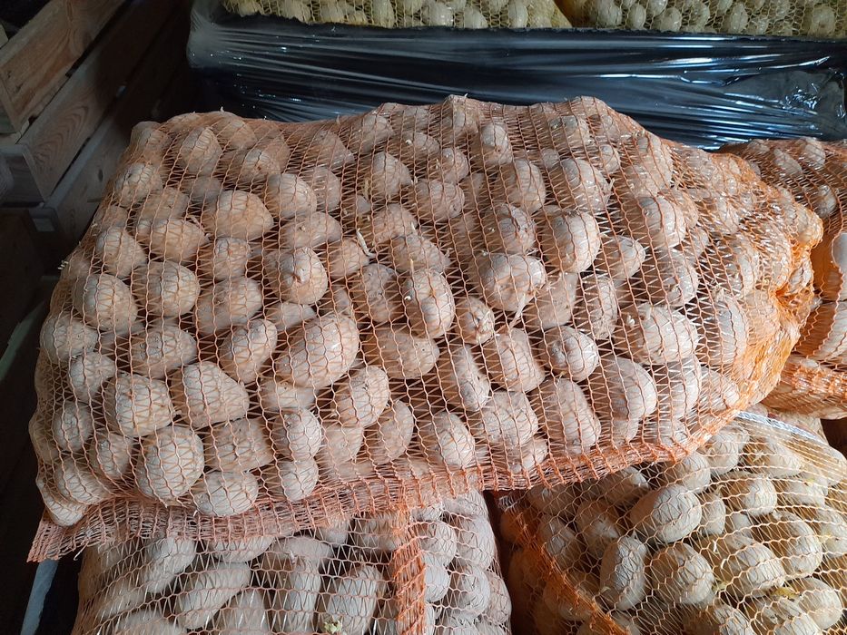 SORAYA Ziemniaki drobne paszowe odmiana soraya