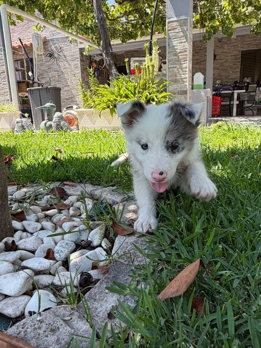 Menino border collie olho azul blue merle