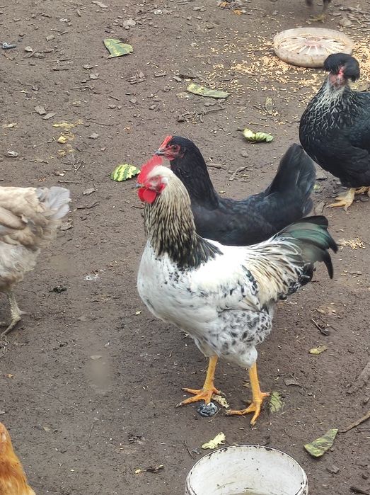 Продам молодих півнів, петушки