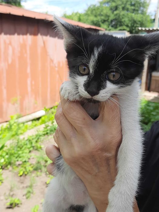 Віддамо кошеняток у добрі ручки