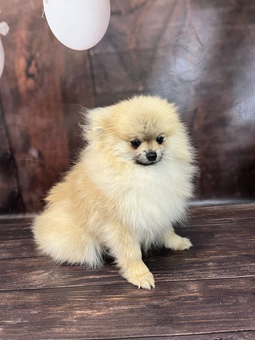 Хлопчик померанський шпіц 2 кг