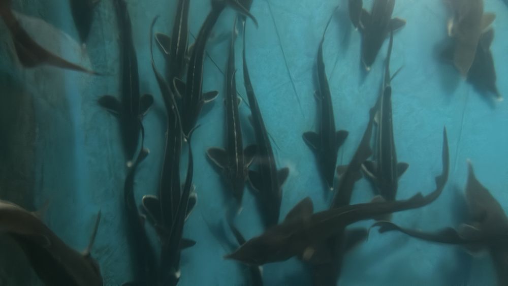 Осетер - севрюга, ленський (підліток) Акваферма AquaCity