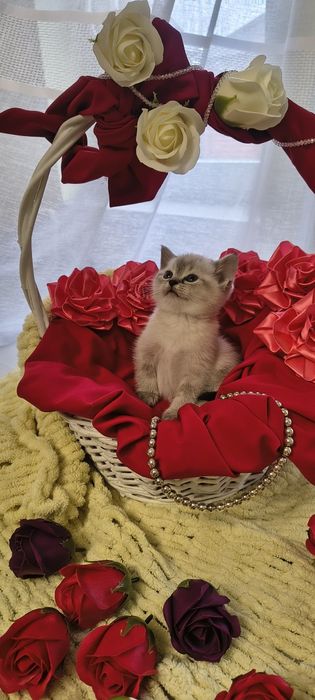 Продається красень хлопчик