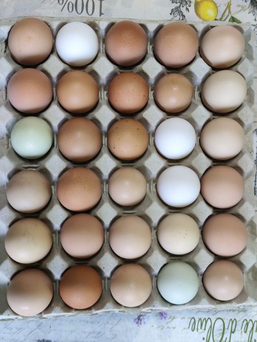 Ovos frescos Caseiros