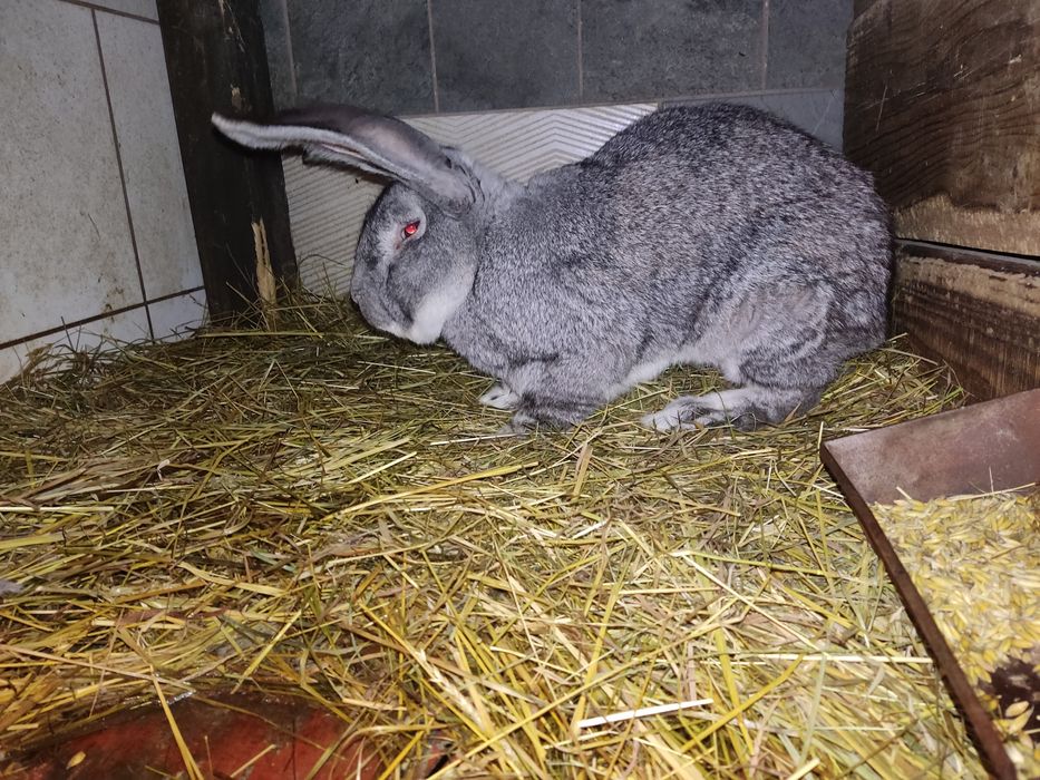 Króliki Belg,srokacz