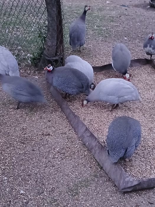 Інкубаційне яйце цесарок