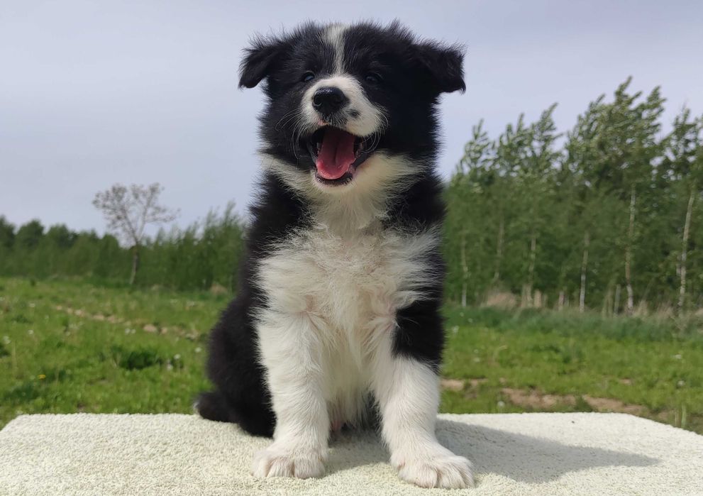 Piękny Rasowy Pies Border Collie - Szczeniak z pełną dok. z hodowli do odbioru
