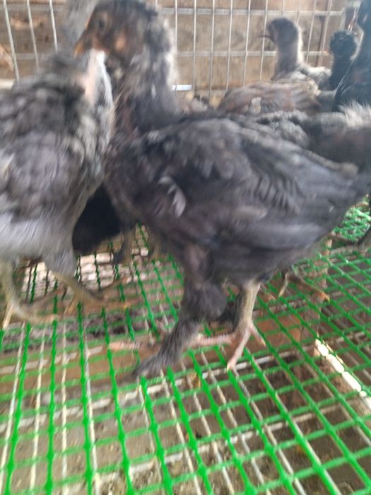 Курчата підрощені м'ясо яєчні , ДЖЕРСИ''.