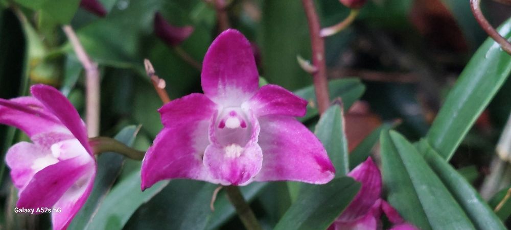 Vendo 2 keikis  orquídea Dendrobium kingianum