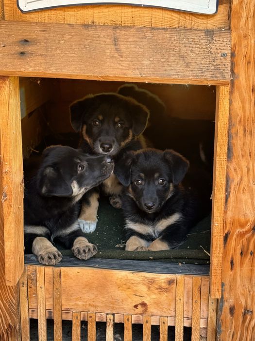 Віддам безкоштовно цуценят (дівчинки)