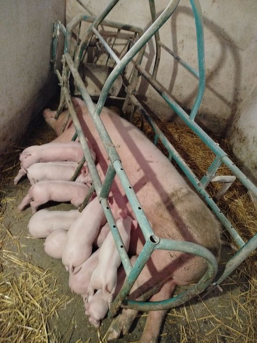 Продаються поросятка