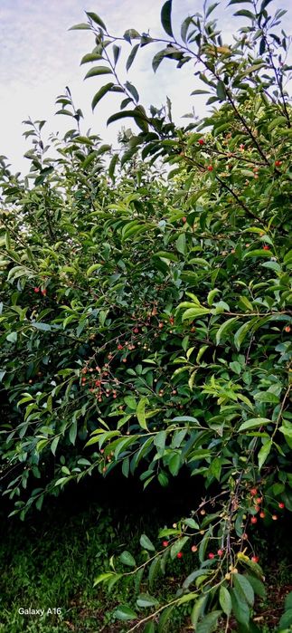 Ginja Biologica Boa