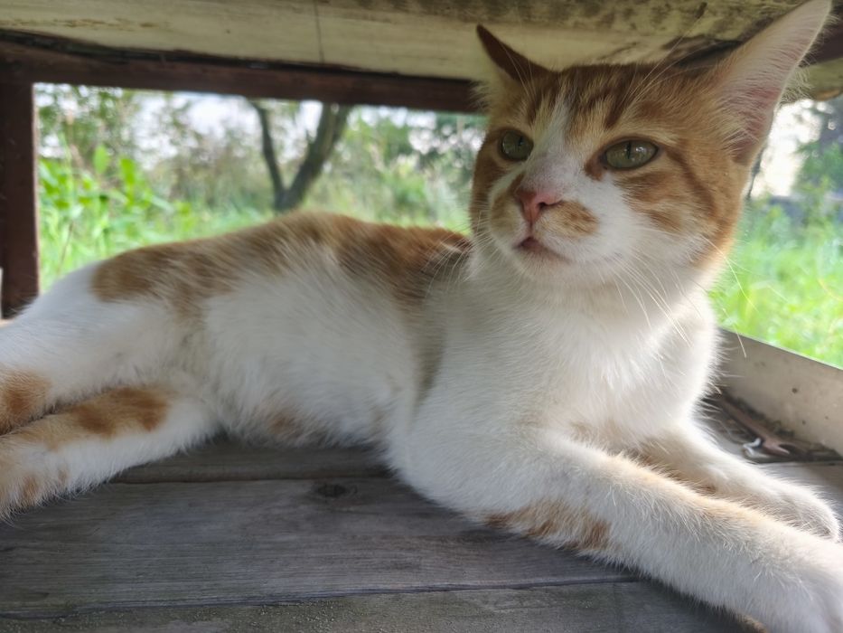 Котик молодий до року