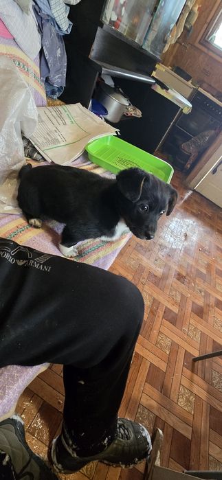 Дівчинка 2 міс 2 тиж. Шукає родину