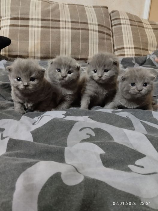 Продам Шотландських кошенят