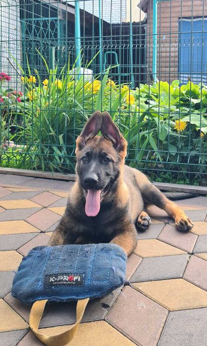 Цуценята німецької вівчарки.