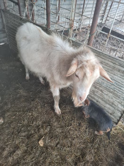 Vendo chibo com um ano