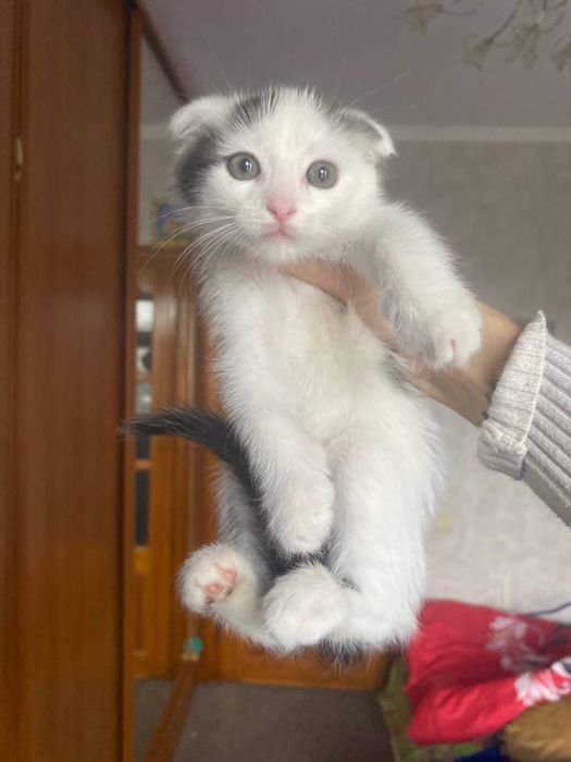 Радость в дом к деткам