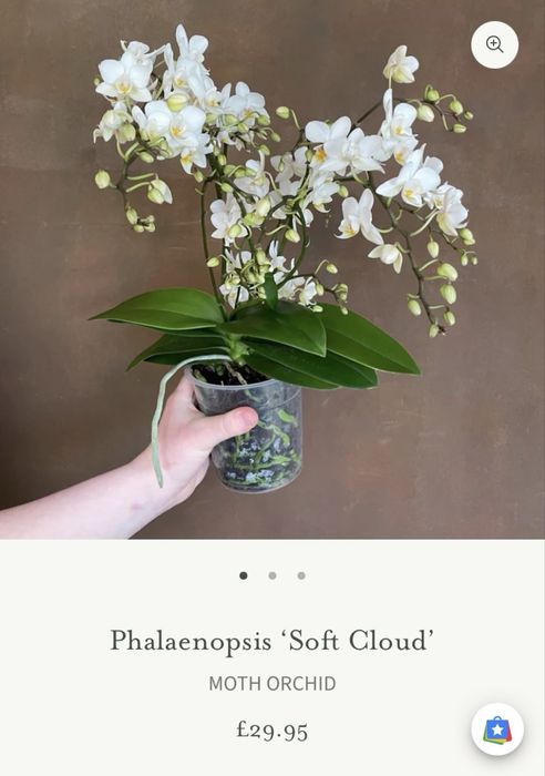 Орхідея Phalaenopsis Soft Cloud