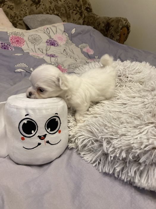 Maltańczyk szczeniak piękna suczka.