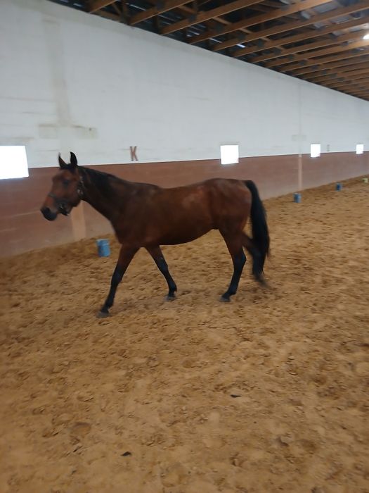 Ogier 03.2023 170cm