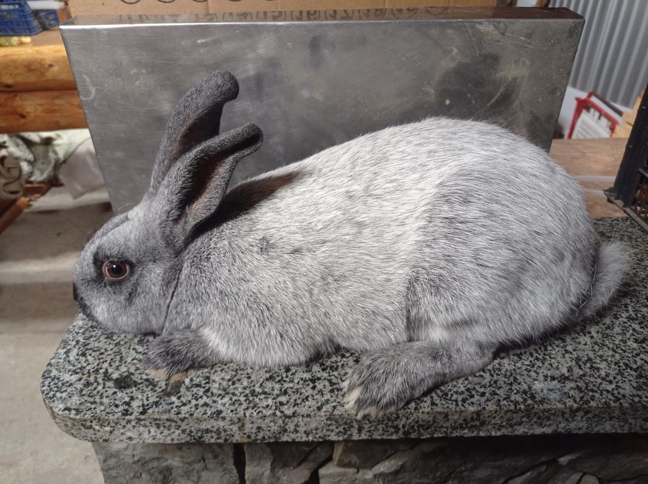 Кролі Полтавське срібло