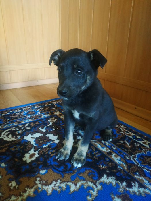 Собачки шукають дім