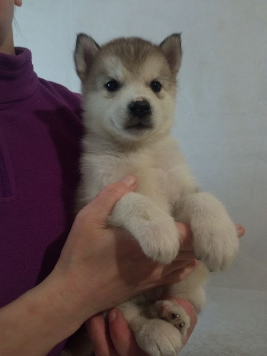 Щенки Сибирский Хаски