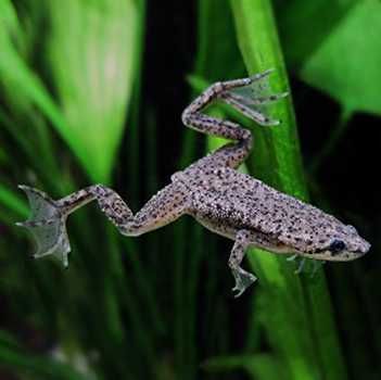 Karlik szponiasty oraz albino