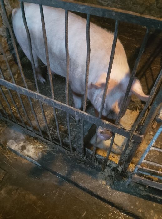 Чистокровна Порісна свиноматка після першого опоросу