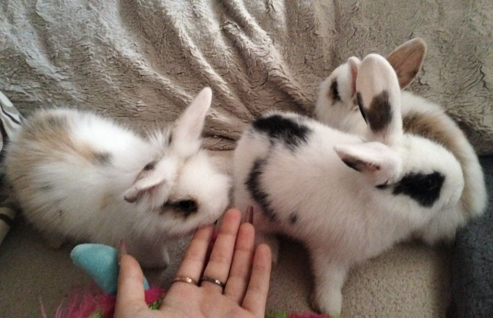 Декоративні кролики