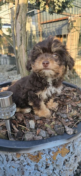 Maltipoo piesek samiec 14 tyg.