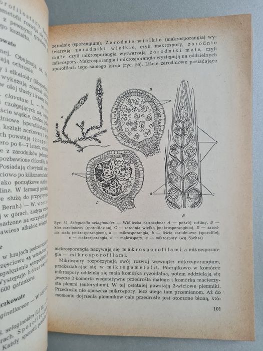 Systematyka roślin leczniczych - Książka