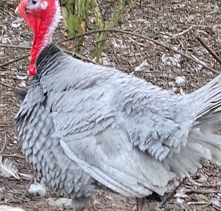 Jaja legowe,jajka perliczki ogolnej ,perliczek brojler indykow gesi.