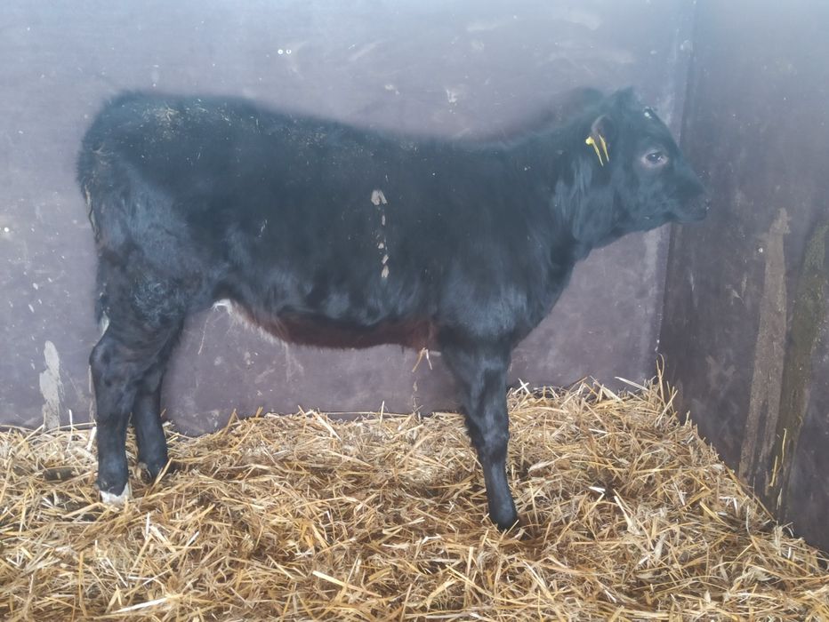 Jałówka mięsna LM 4msc