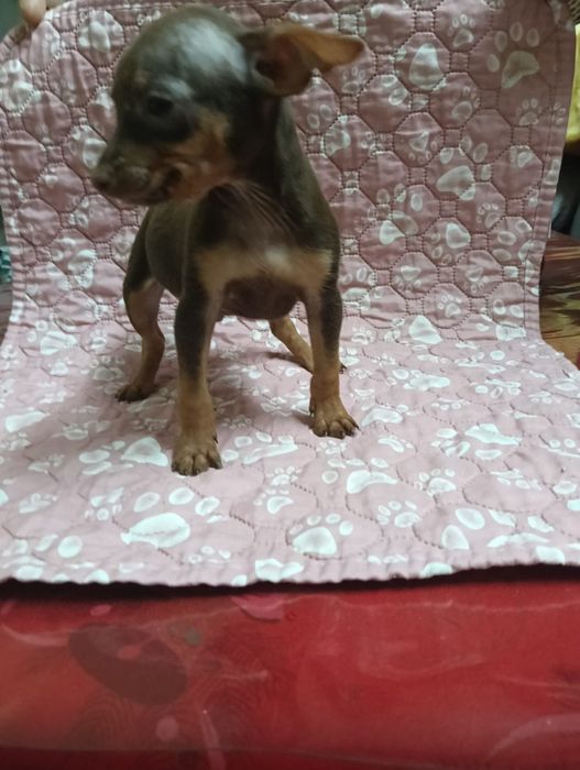 Pinscher macho miniatura