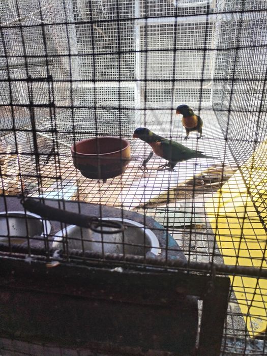 vendo loris molucanos