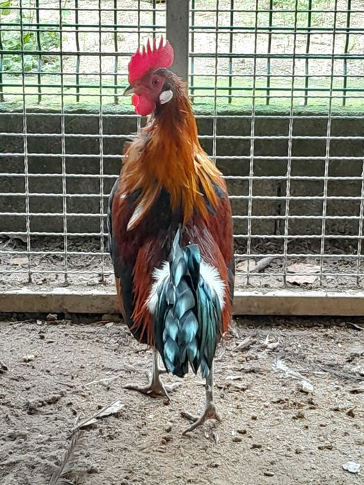 (Galo Bankiva Vermelho), Gallus gallus gallus