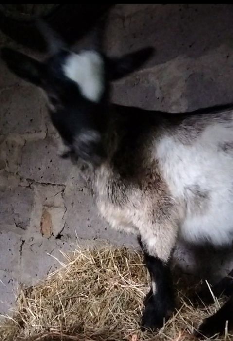 Цап (козел). Покриття кіз