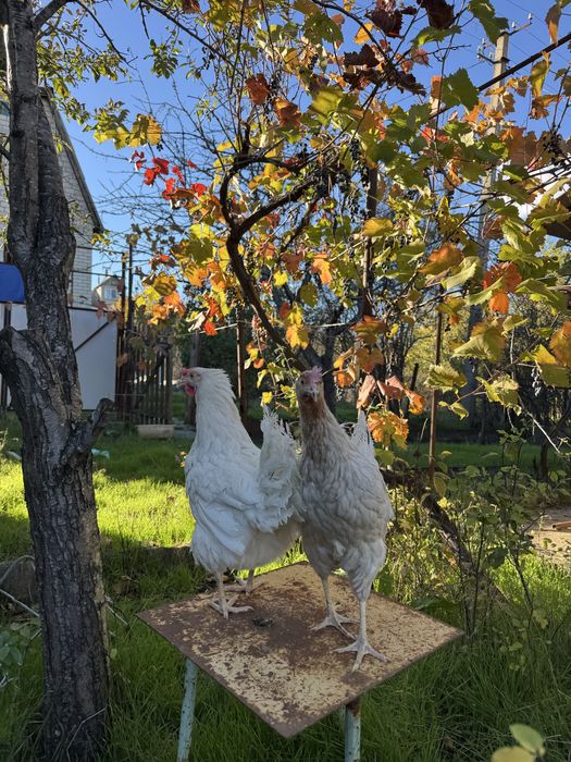 Куры несушки ломан сенди