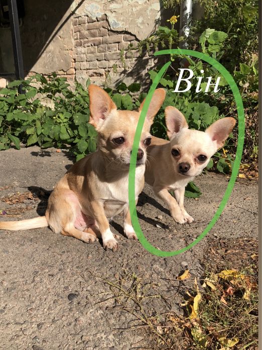 Чіхуахуа В'язка