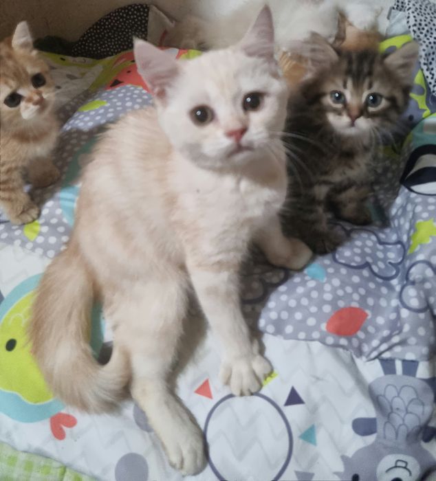 Вислоушки и прямоушка шотландские котята!