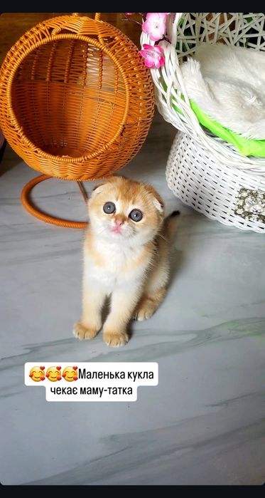 Маленькие зайки для души. Ласковые котята золотая шиншилла.