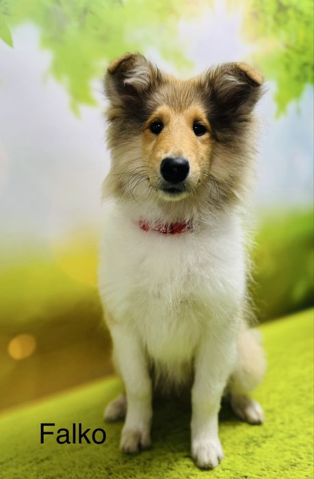 Owczarek szkocki FCI