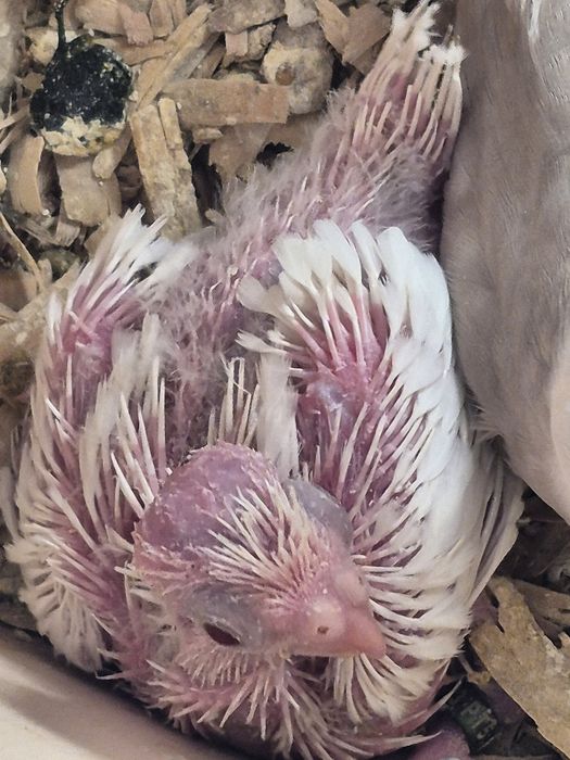 Caturras bebés 2026