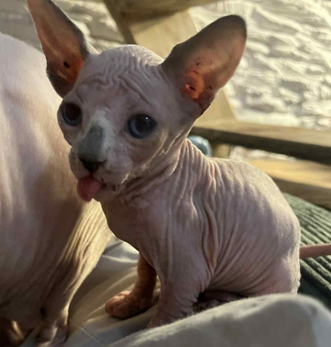 Sfinks Kanadyjski, kotka