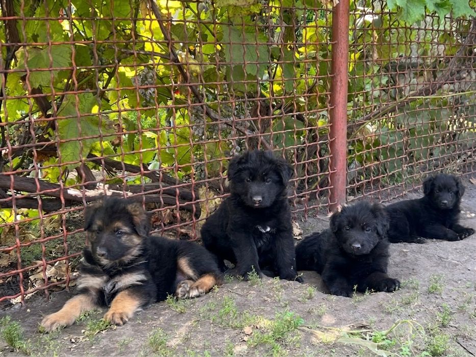 Продам німецька вівчарку