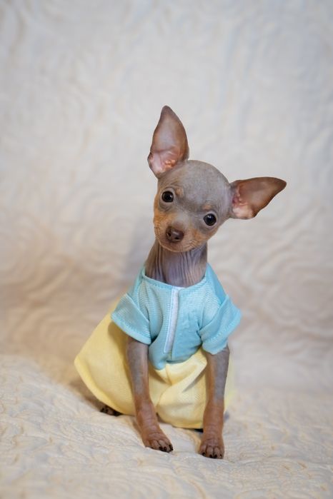 Хлопчики той тер'єри ,той терьери